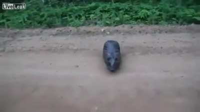 bóbr