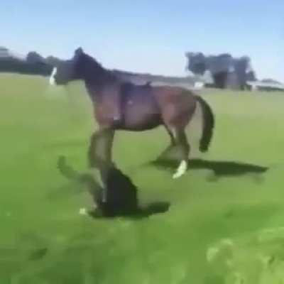 Xd