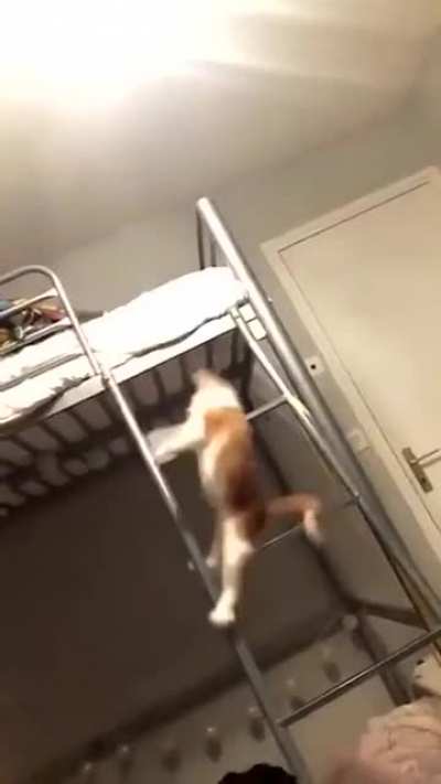 Runtime error! C:/Program Files/Cat/Balance.exe