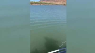 Australian trout