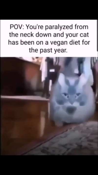 Dieted Wunk
