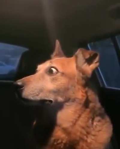 When you go out for a drive and Mom and Dad start arguing