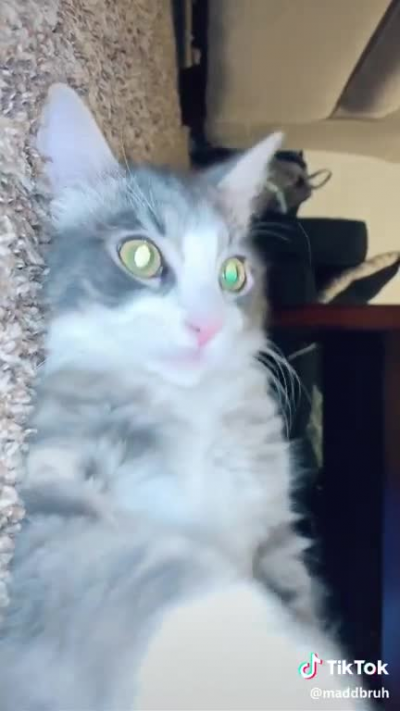 Perfectly cut meow