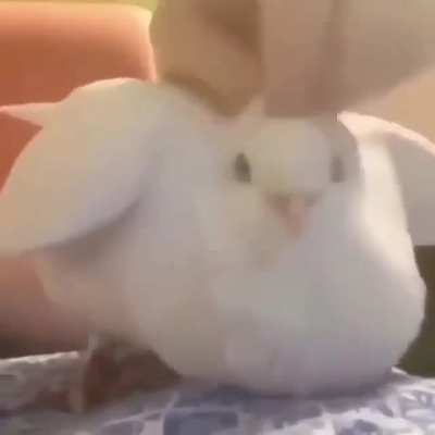 Wholesome berd