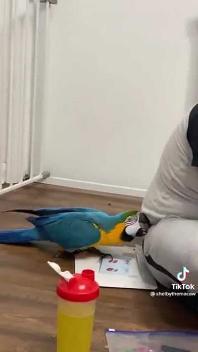 The parrot ninja