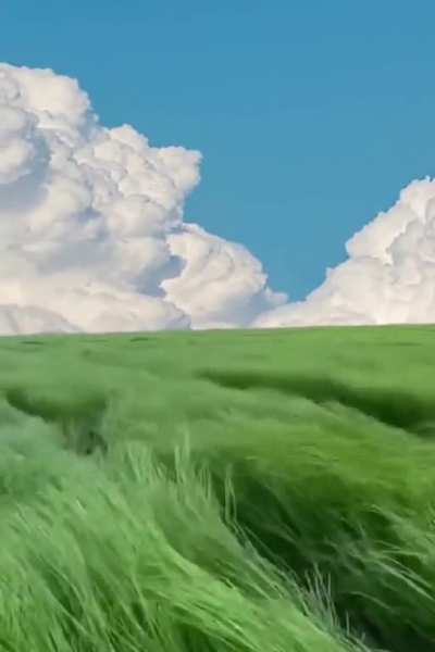 Wild Fields 