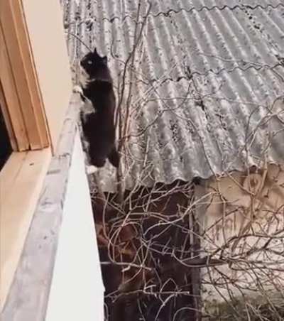Cat Practicing to Become A ASSASSIN >:D