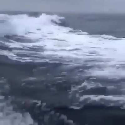 🔥 Orcas following a boat