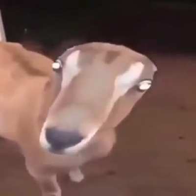 hello there