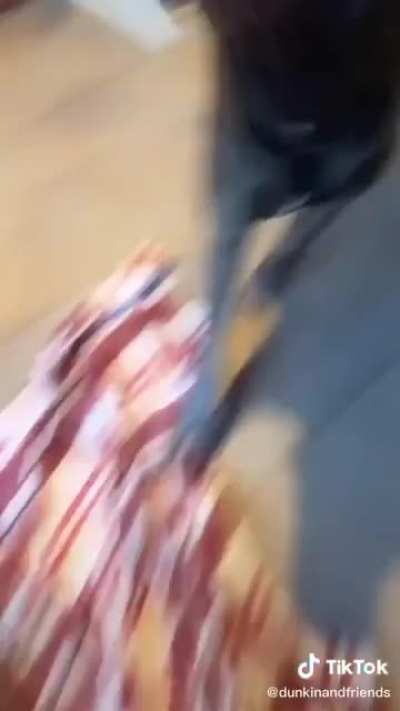 Good boy is not amused with tiktok trends