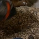 When mama is not there, doggo takes care