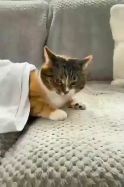 If only cats actually made that sound