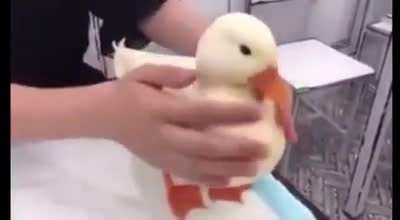 The perfect duck doesn't exi-