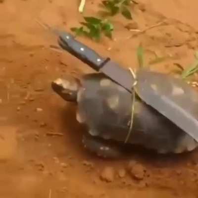 Elas estão crescendo (não se preucope não e o mestre ESPLINT GARAI)