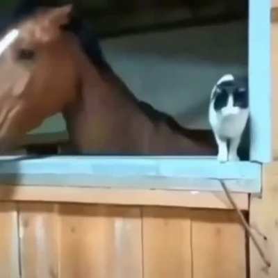 gato