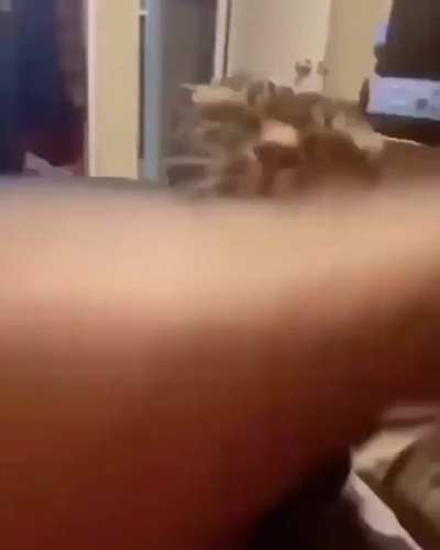 Cute cats