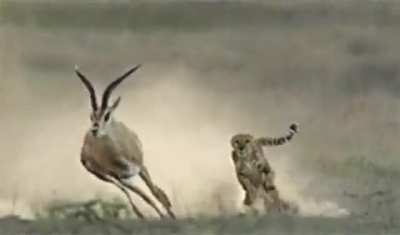 A Cheetah using its tail as counter torque, allowing it to turn faster as it chases an impala.