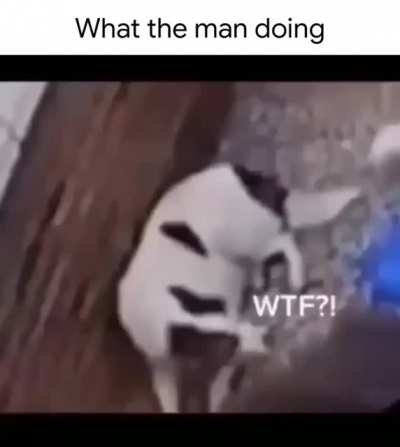 What da teimo doin