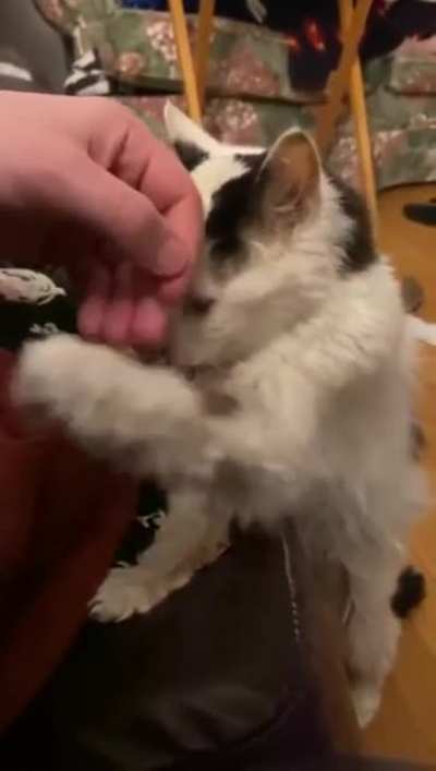 This cat is 29 years old