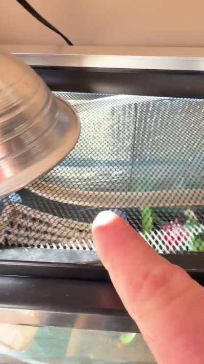 EZ solution for Terrarium humidity