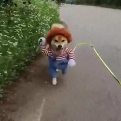 Dog Gifs