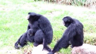 Gibbons are squeaky