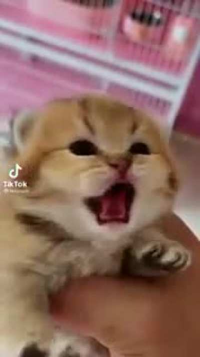 Cats who Yell!