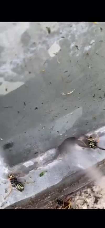 Fuck y’all
