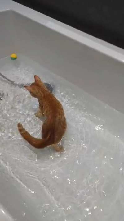 We adopted a kitten who's head over heels in love with water 😺