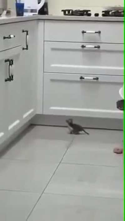 Kitty