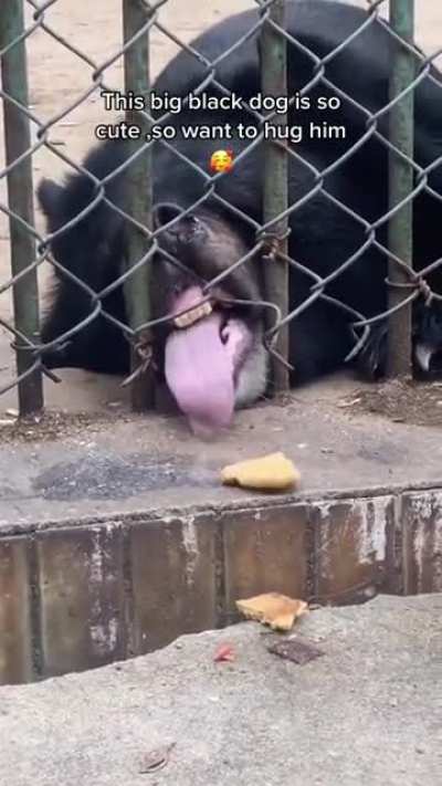 Unit of a tongue on this bear