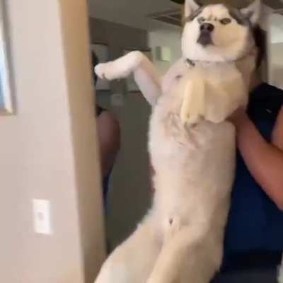 Wait wait not again...
