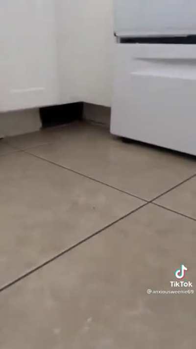 Woman gets a new cat who finds a mysterious hiding spot in her apartment she didn’t know about.