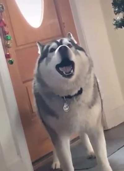 Screaming husky