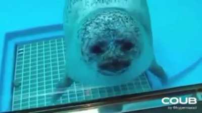 Seal :)