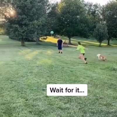 Poor doggo