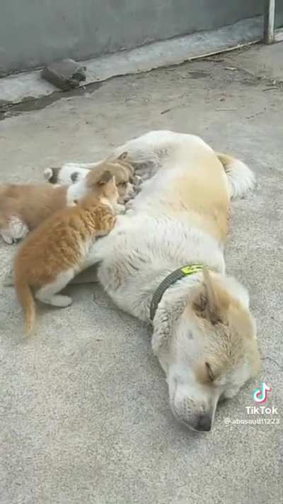 When invited guests drop in