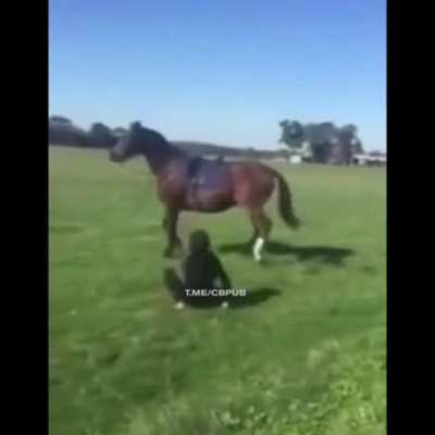 KTFO