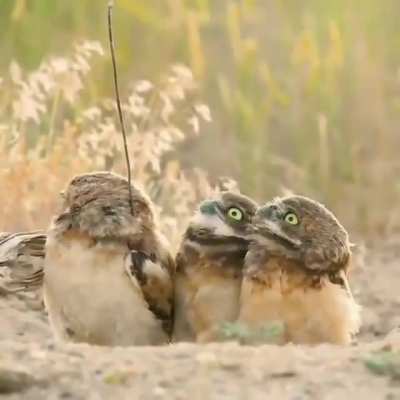 🔥 Burrowing owls aren’t sure what to make of their friend’s stick 🔥