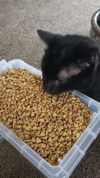 Refilled his food bin and he thought it was an all you can eat buffet.