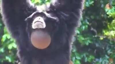 Monke funny