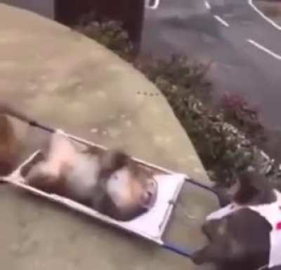 Monke save fellow dead monke after reddit was down for half an hour