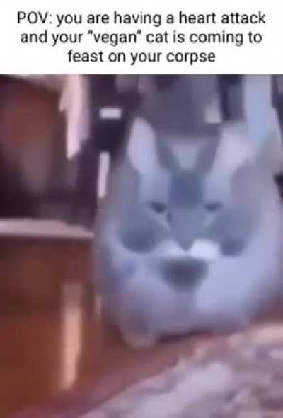 When el gato