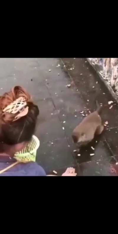 Peruano herido