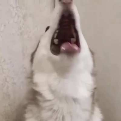 Husky screaming on command