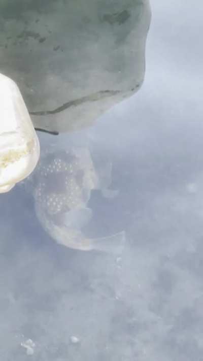 Puffafeesh