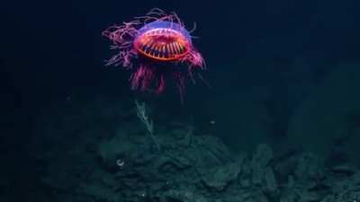 🔥 A Fireworks Jellyfish