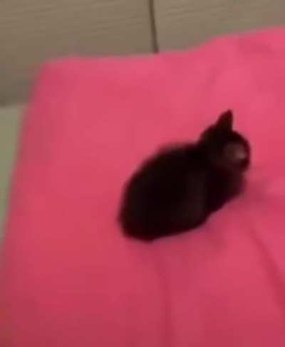 Abrupt cat