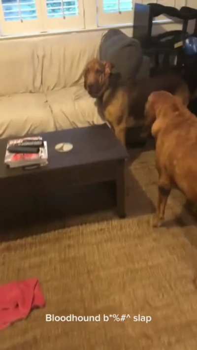 Bloodhound siblings teasing/annoyance feels very familiar