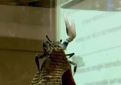 Sardaukrab
